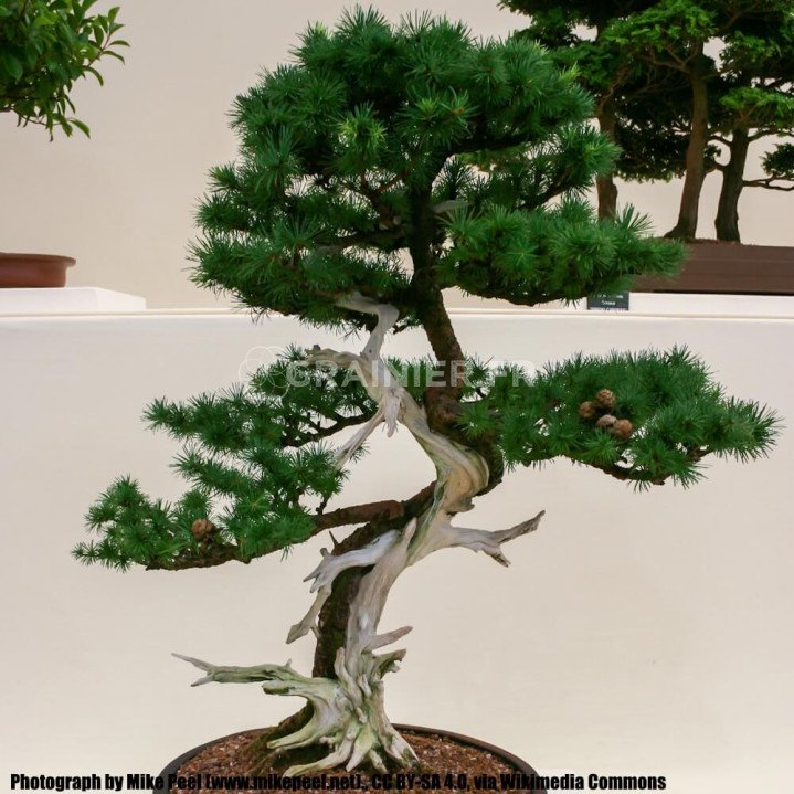Mélèze du Japon, Larix kaempferi image